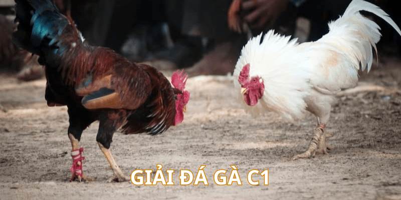 Giải đá gà C1 chuyên nghiệp