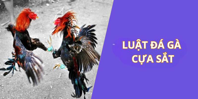 Luật gà đá cựa trực tuyến chi tiết